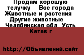 Продам хорошую телучку. - Все города Животные и растения » Другие животные   . Челябинская обл.,Усть-Катав г.